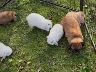 Mini Lop rabbits Mini lop bunnies - Advert 13
