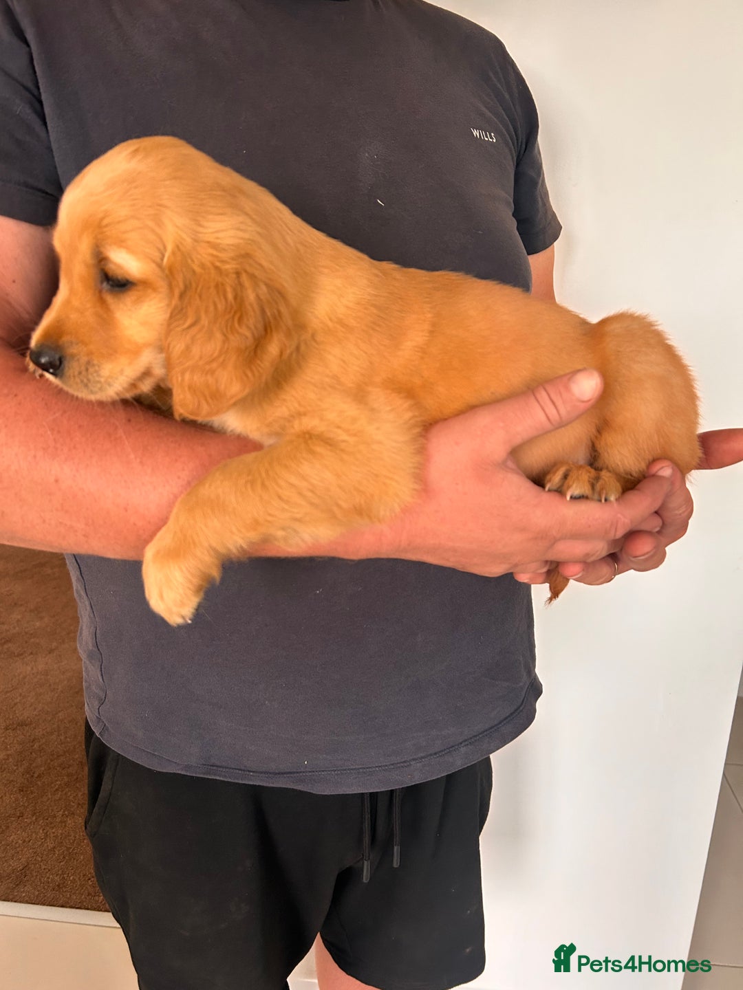 Golden Retriever dogs for sale: Golden Retriever Puppies  - Image 21