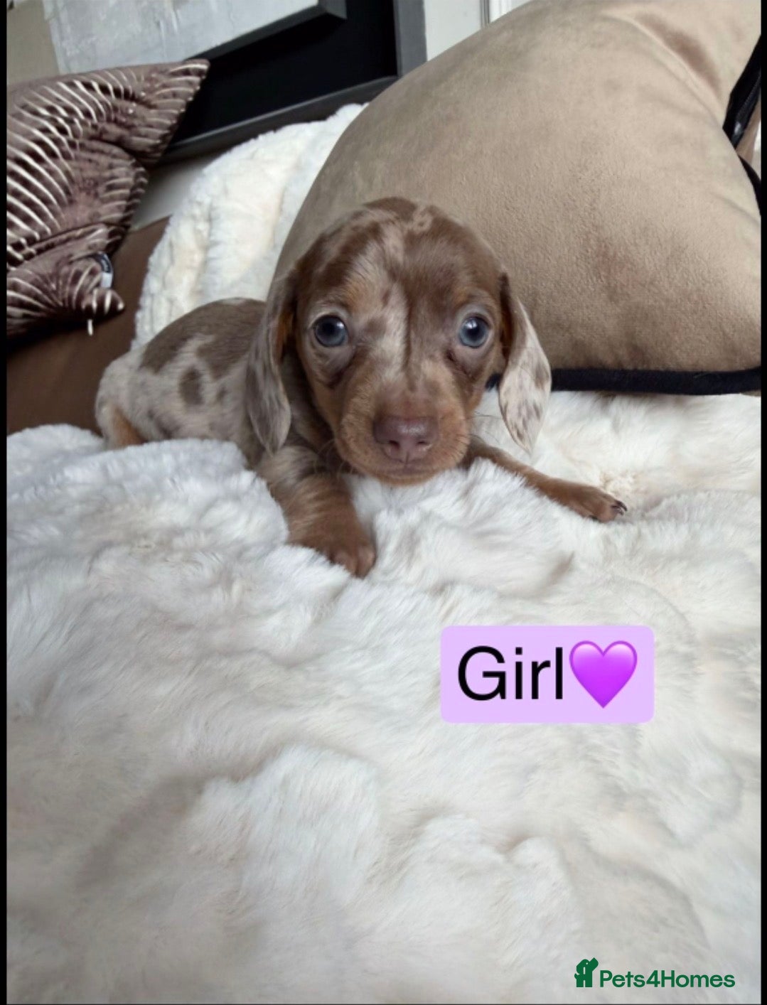 Dachshund dogs Kc registered miniature dachshund puppies - Advert 2