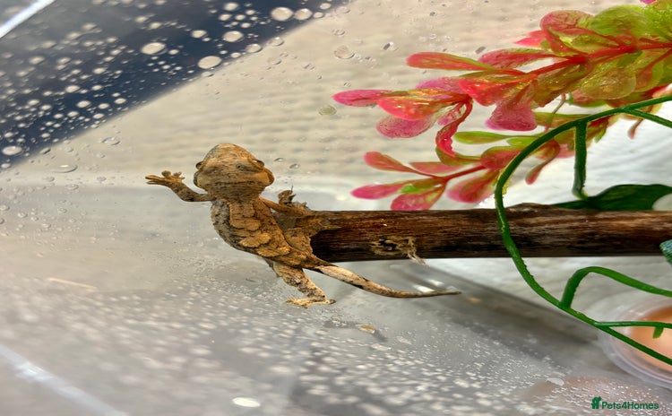 Gecko reptiles - Advert 2