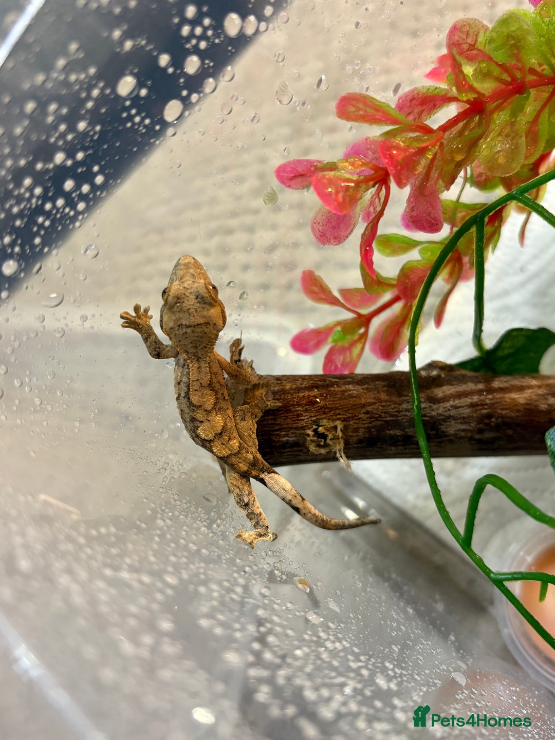 Gecko reptiles for sale: Crested geckos  - Image 1