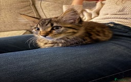 Mixed Breed cats for sale: Gorgeous Maine Coon cross kitten ready to take ho - Image 1