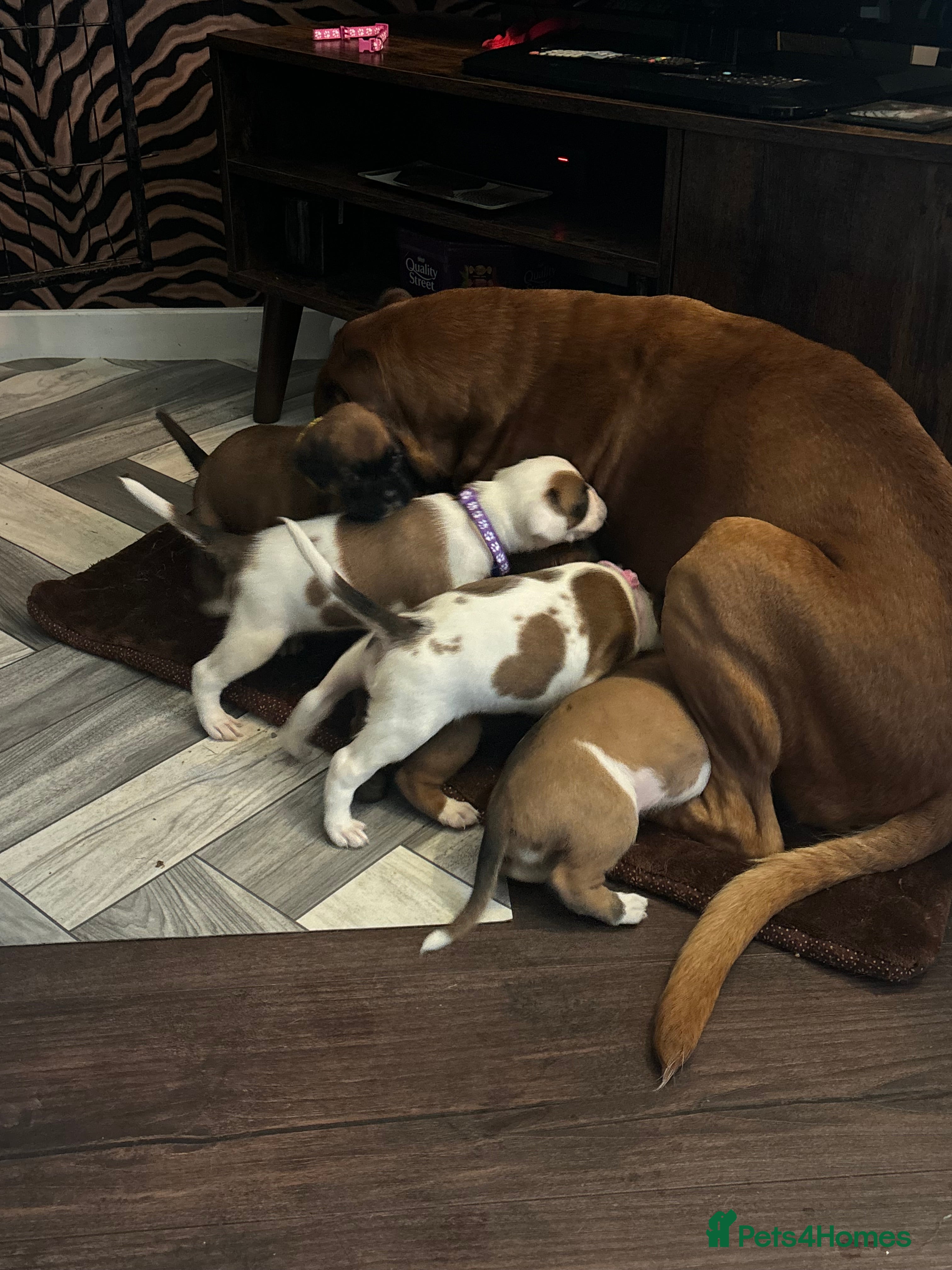 Boxer dogs Beautiful Boxer pups- well looked after 🐾  - Advert 7