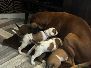 Boxer dogs Beautiful Boxer pups- well looked after 🐾 - Advert 7