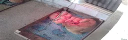 Labrador Retriever dogs for sale: 4 fox red lab puppies for sale - Advert 5