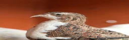 Quail poultry for sale: 14 Coturnix Quail for sale - Advert 11
