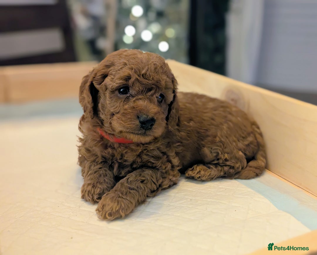 Cockapoo dogs for sale: F2 Cockerpoos Ready for their new homes. - Advert 34