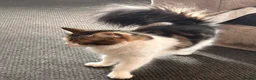 Mixed Breed cats for sale: 4 year old cat in Grays - Advert 2