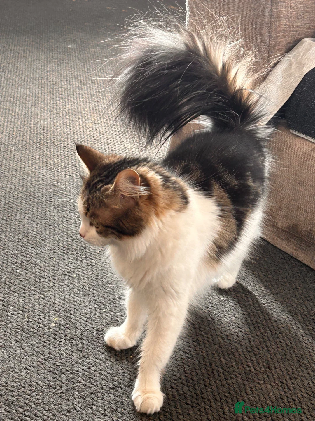 Mixed Breed cats for sale: 4 year old cat in Grays - Advert 2