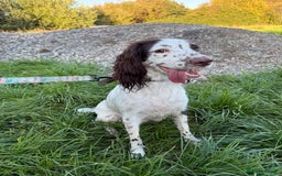 Mixed Breed dogs for sale: Chi sprocker  - Image 13