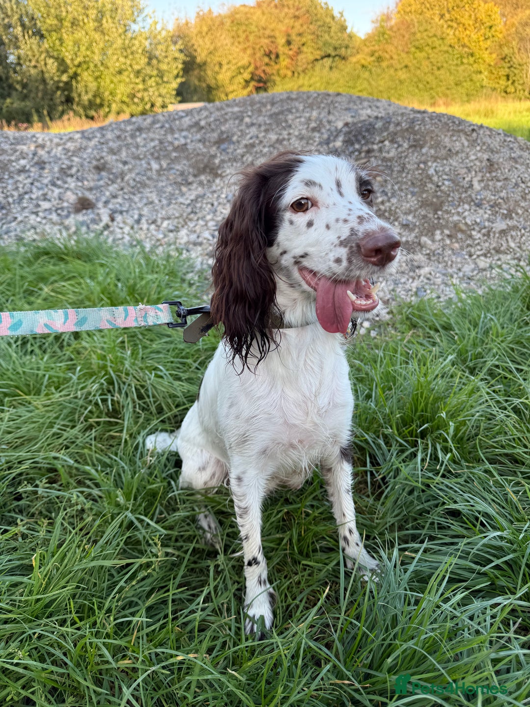 Mixed Breed dogs for sale: Chi sprocker  - Image 13