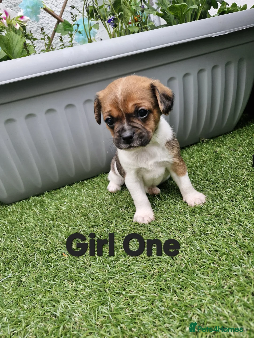 Mixed Breed dogs for sale: King Charles Cavalier x  - Advert 1