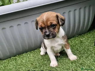 Mixed Breed dogs King Charles Cavalier x - Advert 1