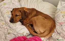 Mixed Breed dogs for adoption: MYRTLE - 6 months old, Girl Pup, Mixed Breed - Image 3