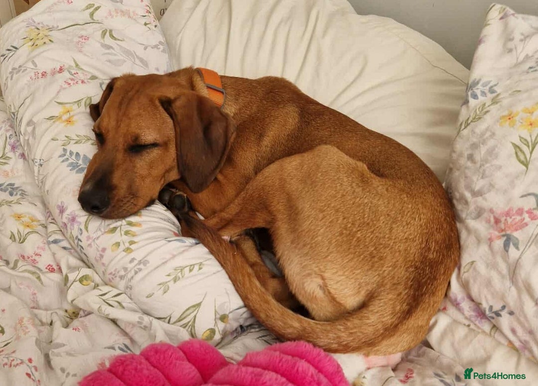 Mixed Breed dogs for adoption: MYRTLE - 6 months old, Girl Pup, Mixed Breed - Image 3