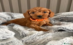 Cockapoo dogs for sale: Health Tested Fox Red Cockapoo  - Image 1