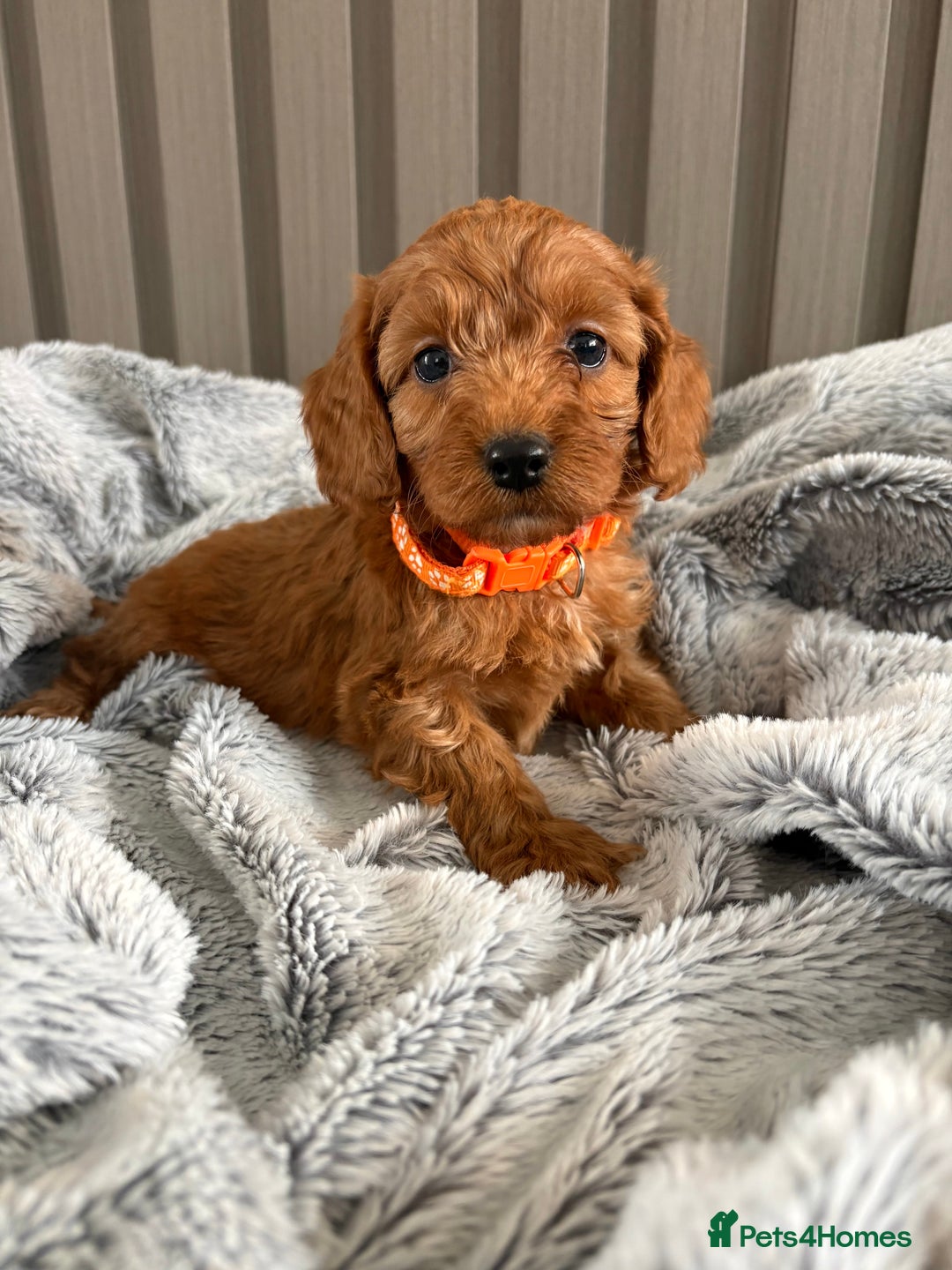 Cockapoo dogs for sale: Health Tested Fox Red Cockapoo  - Image 1