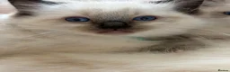 Ragdoll cats for sale: Magical - Advert 14
