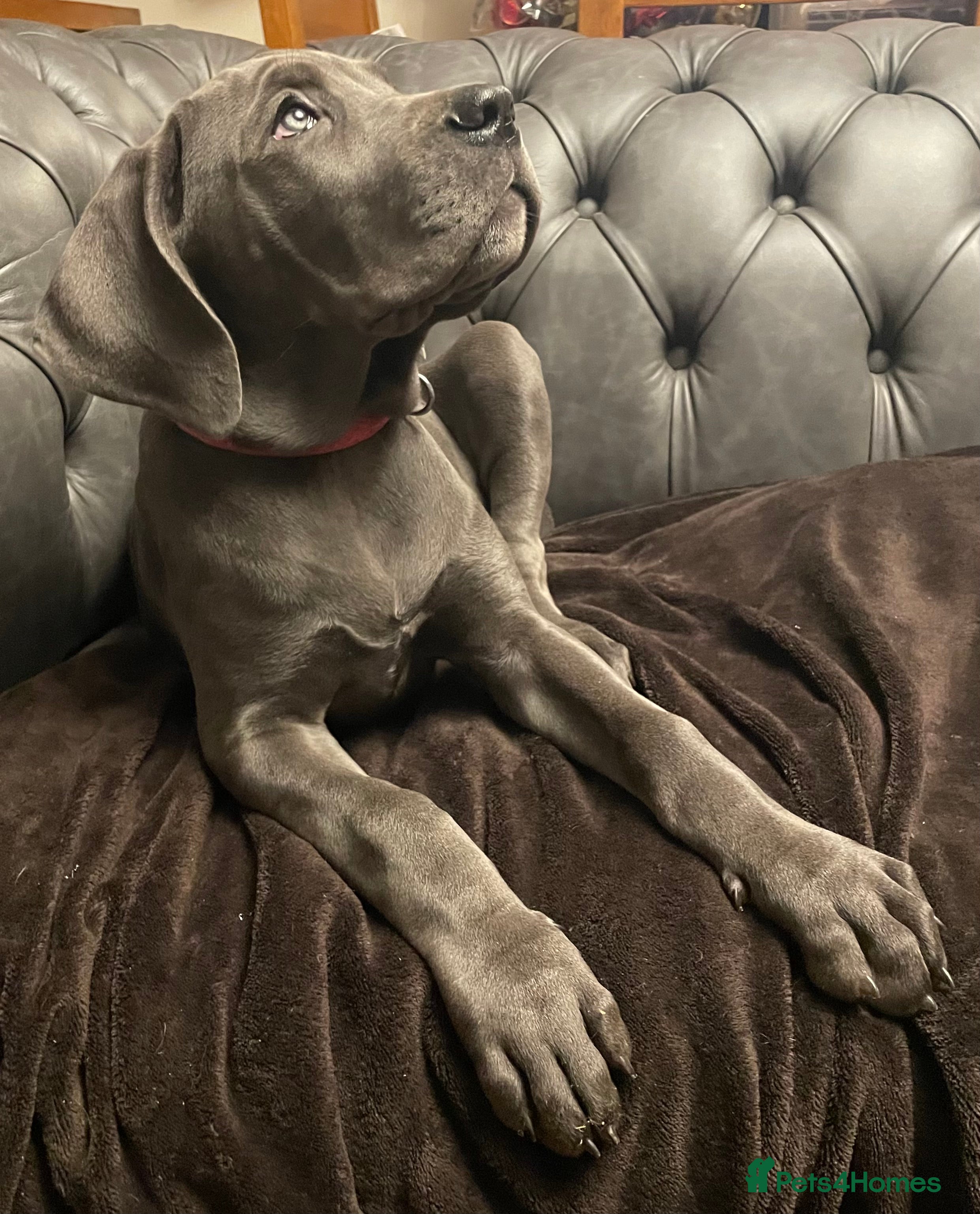 Mixed Breed dogs STUNNING MASTIFF/GREAT DANE PUPPIES - Advert 4