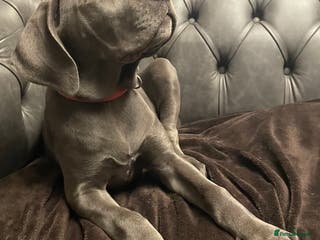 Mixed Breed dogs STUNNING MASTIFF/GREAT DANE PUPPIES - Advert 4