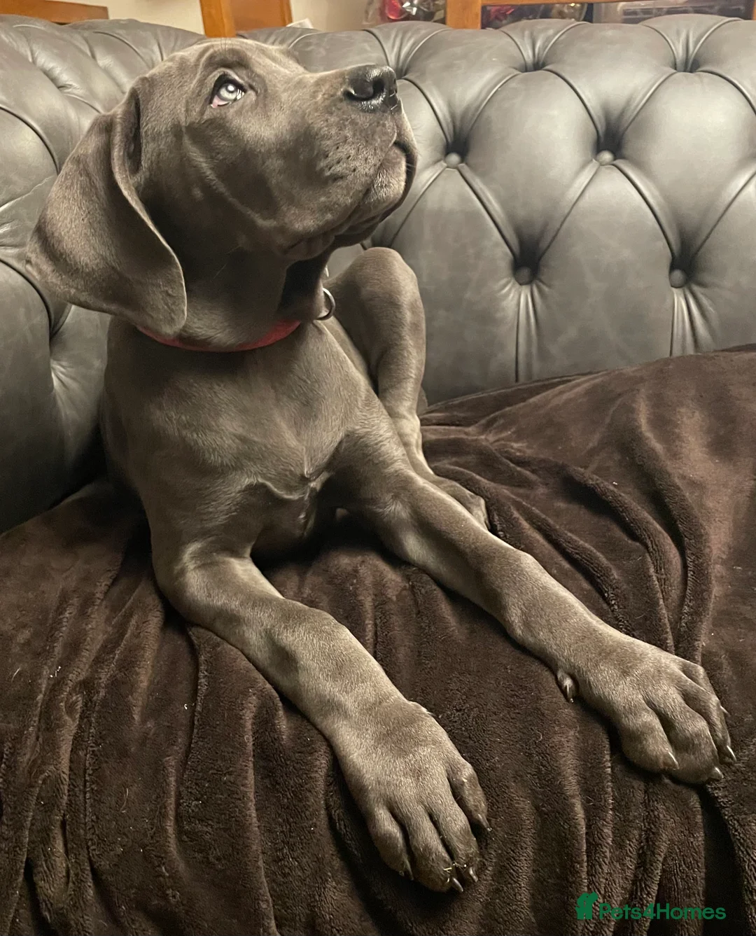 Mixed Breed dogs for sale: STUNNING MASTIFF/GREAT DANE PUPPIES - Advert 8