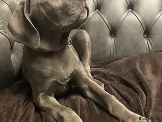 Mixed Breed dogs STUNNING MASTIFF/GREAT DANE PUPPIES - Advert 8