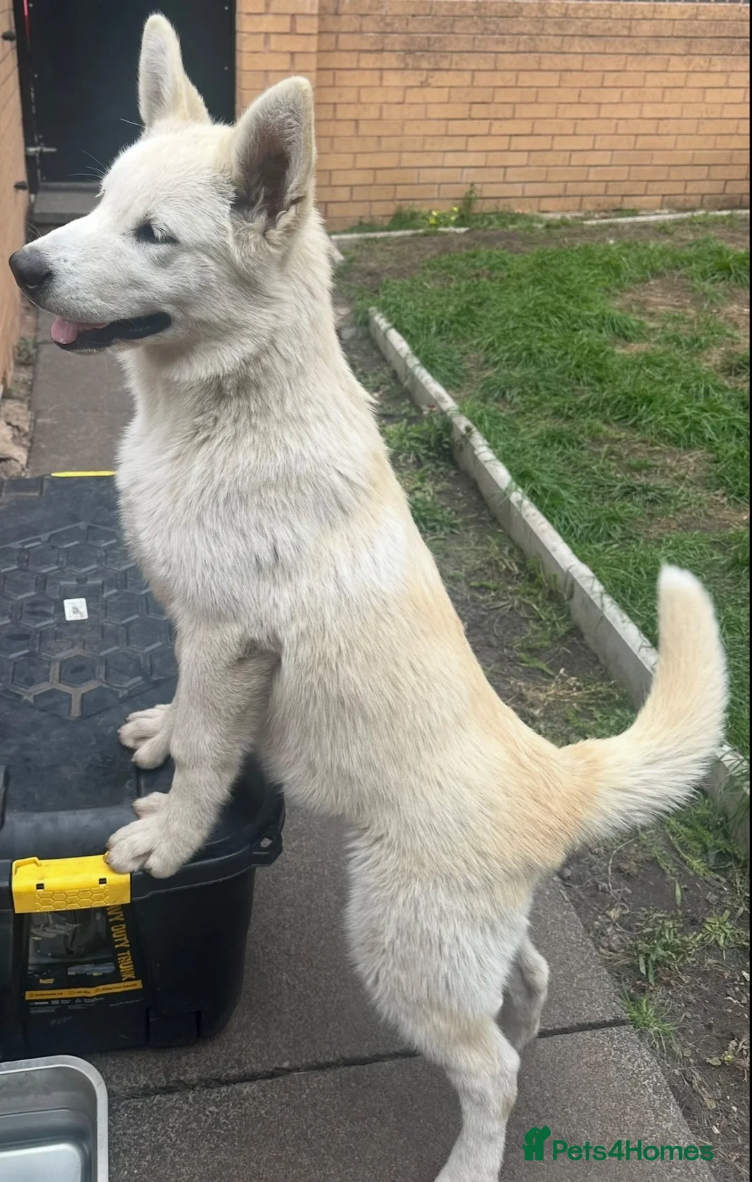 Alaskan Malamute dogs for sale: 2 females and 2 males left - Advert 1