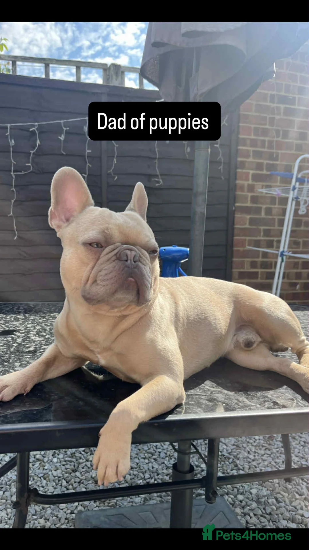 French Bulldog dogs for sale: French bulldog puppies for sale  - Advert 2