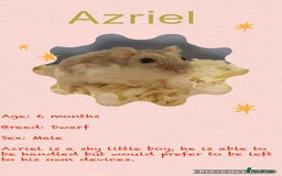 Hamster rodents for sale: Hamsters for adoption  - Image 9