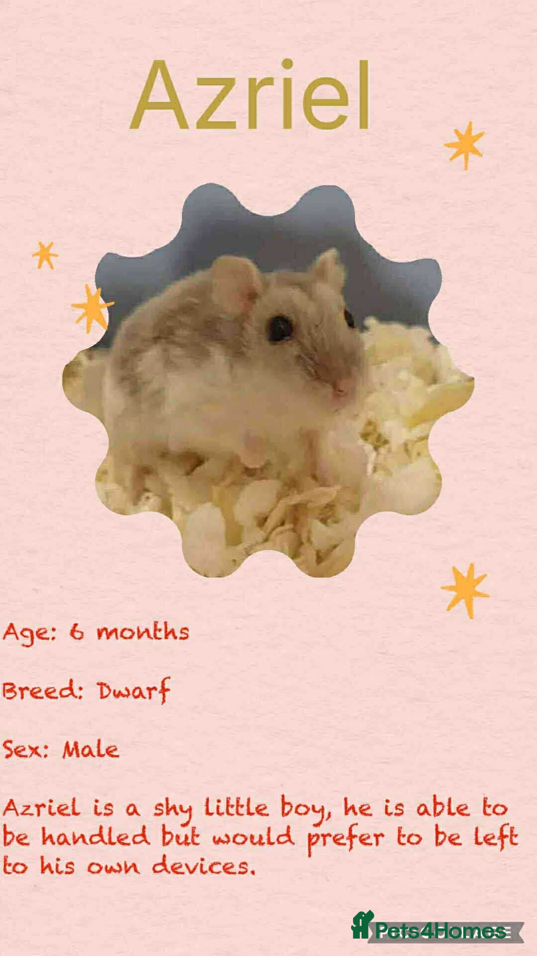 Hamster rodents for sale: Hamsters for adoption  - Image 9