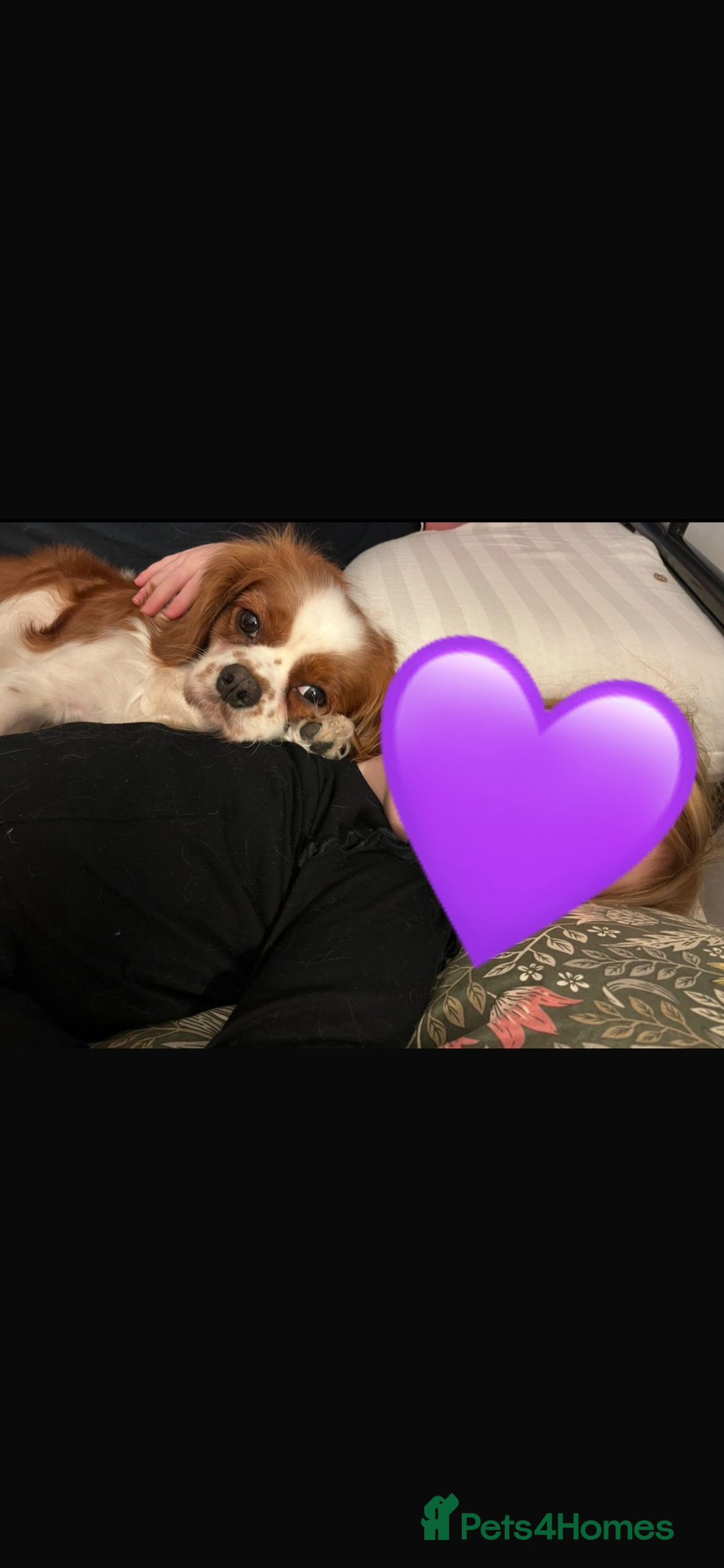 Cavalier King Charles Spaniel dogs for sale: Singleton Blenheim Cavalier Boy – Family Raised - Advert 26