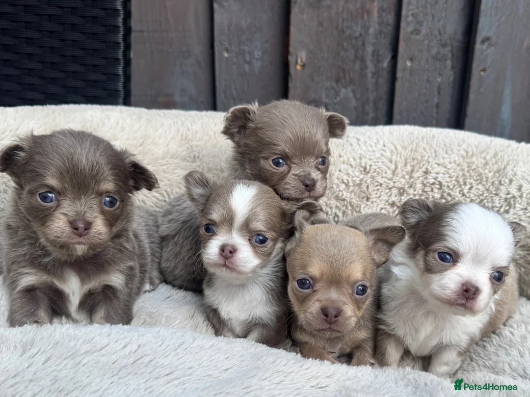 Chihuahua dogs for sale: 🐾🩶 OUTSTANDING litter of EXCEPTIONAL Chihuahuas - Advert 2