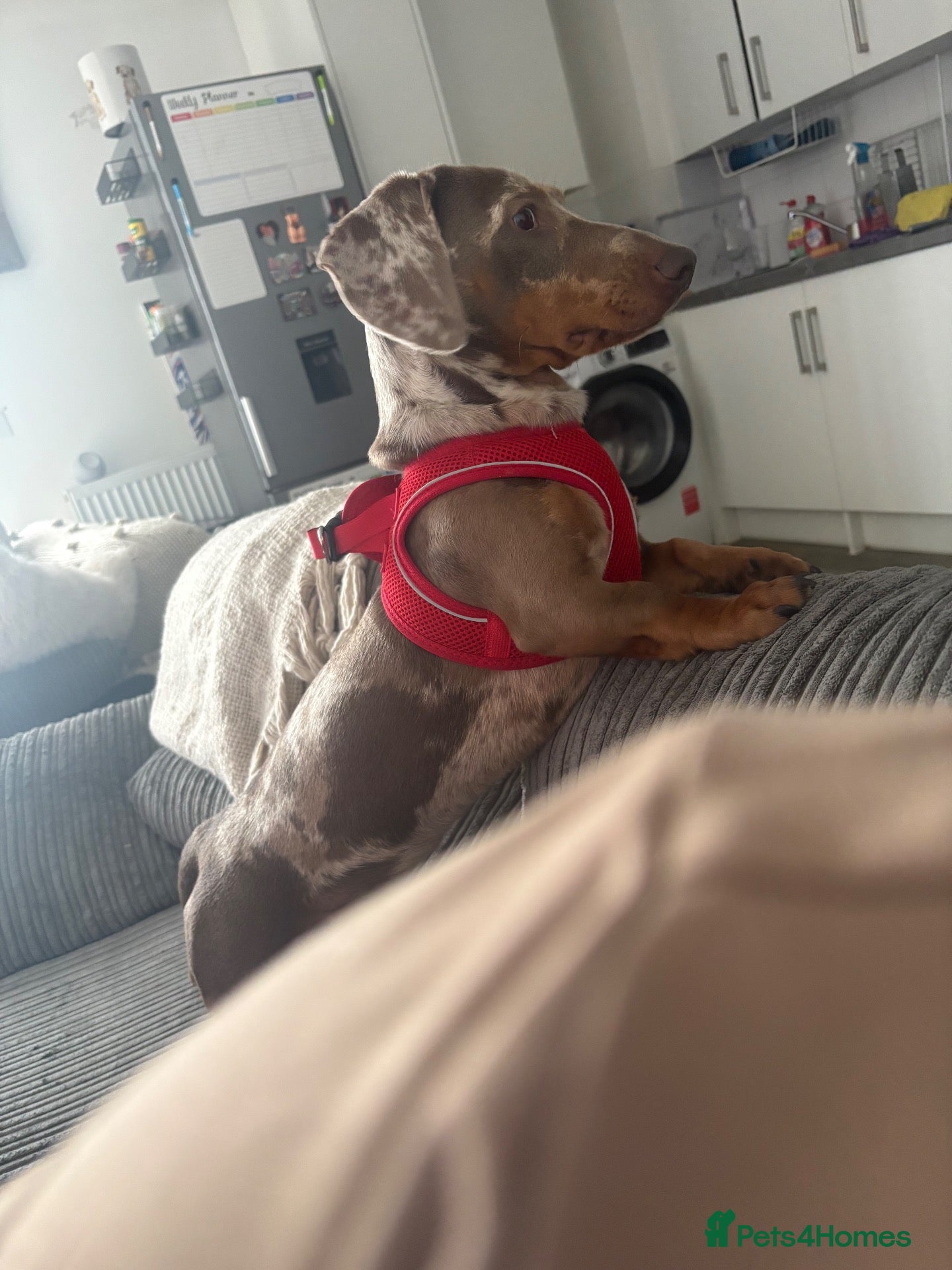 Dachshund dogs for sale: Gorgeous Dapple Dachshund  - Advert 19