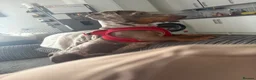 Dachshund dogs for sale: Gorgeous Dapple Dachshund  in Portsmouth - Advert 1