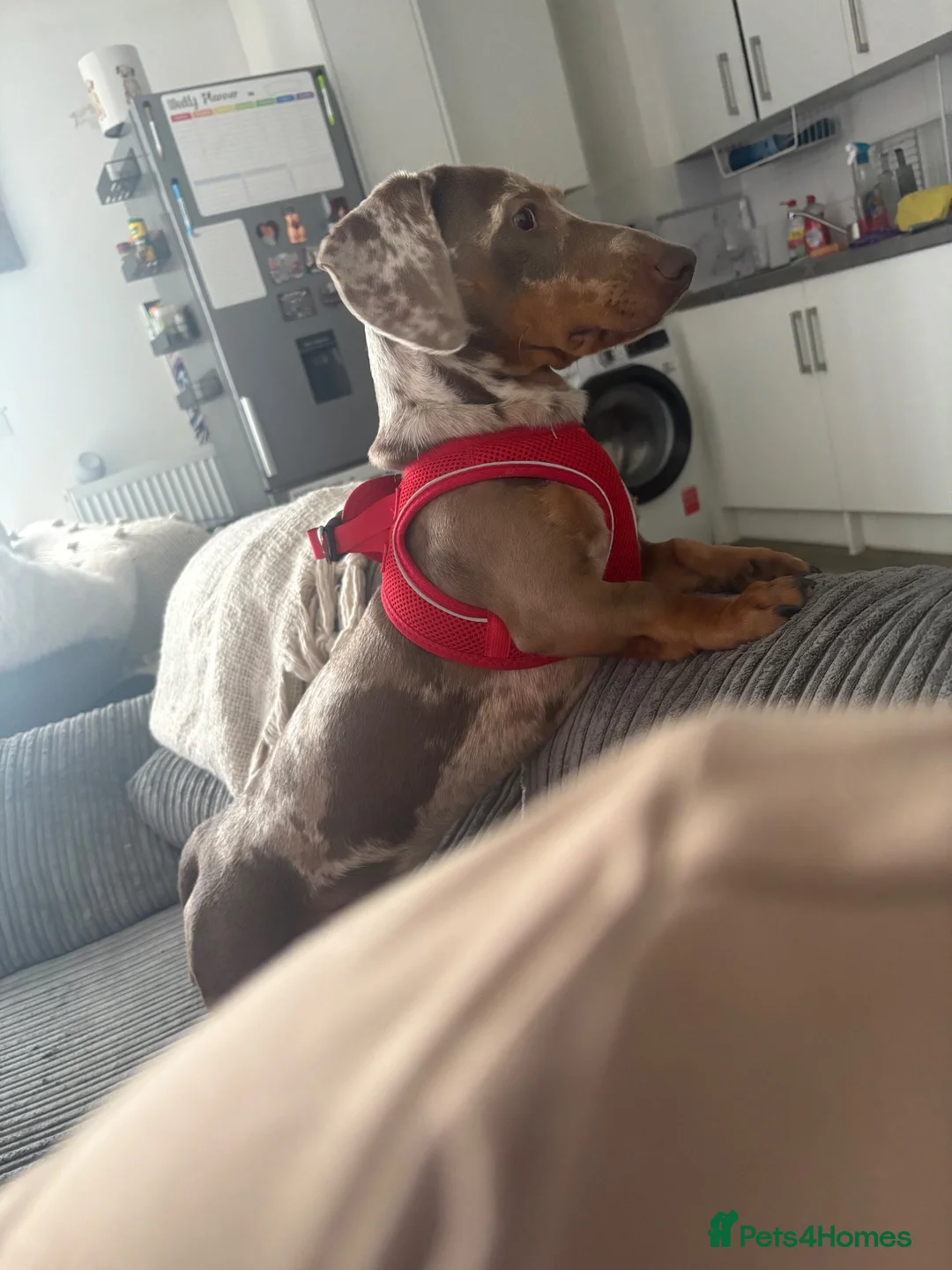Dachshund dogs for sale: Gorgeous Dapple Dachshund  in Portsmouth - Advert 1