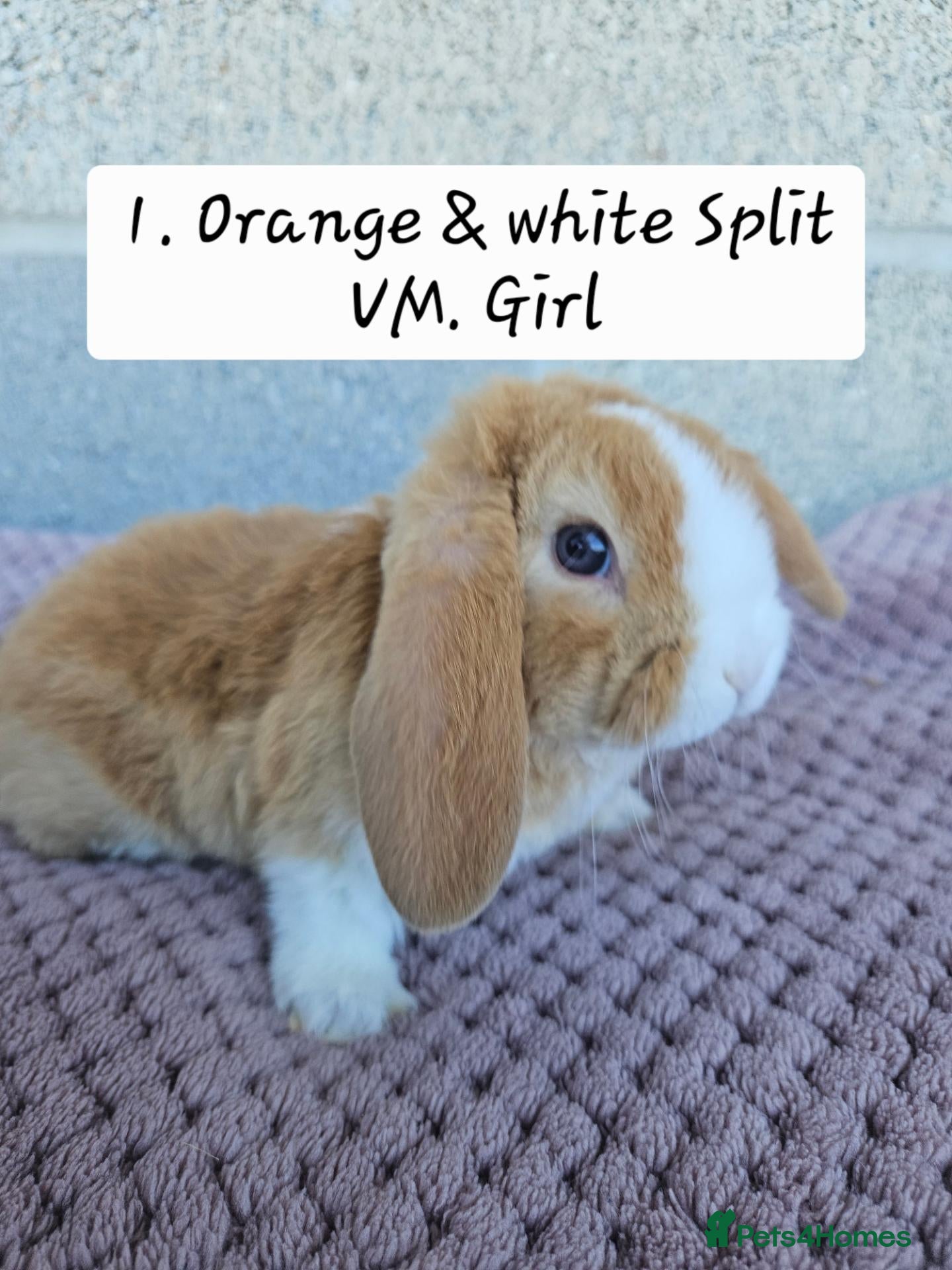 Mini Lop rabbits 🩷Ad 1 Purebred mini plush lops🩵🧸 - Advert 1