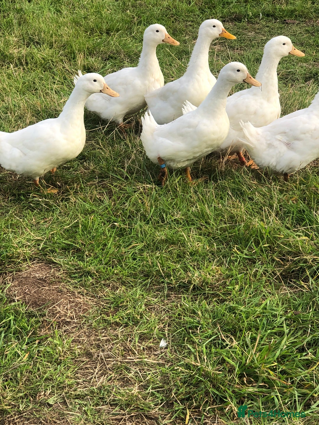 Ducks poultry for sale: FERTILE AYLESBURY DUCK EGGS - Image 3