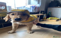 Golden Retriever dogs for sale: **True Gold** Pure Golden Retriever Puppies - Image 6