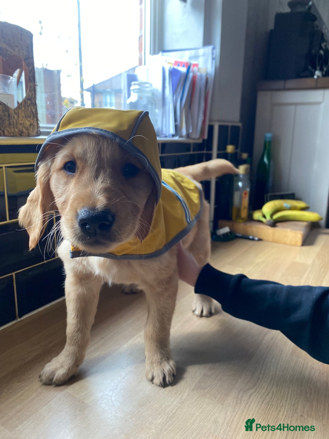 Golden Retriever dogs for sale: **True Gold** Pure Golden Retriever Puppies - Image 6