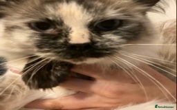 Ragdoll cats for sale: Kuro And Kairo - Image 2