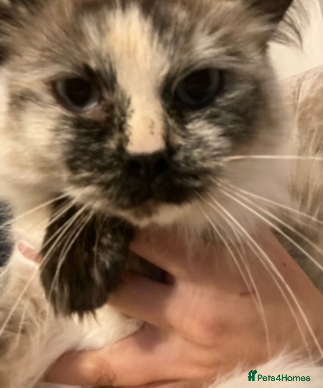 Ragdoll cats for sale: Kuro And Kairo - Image 2