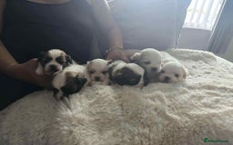 Lhasa Apso dogs for sale: Stunning Lhasa apso pups - Image 1