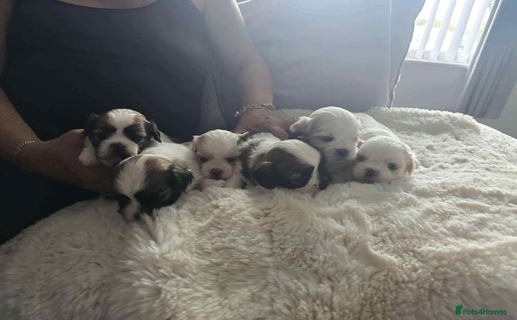 Lhasa Apso dogs - Advert 1