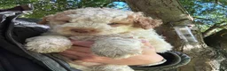 Lagotto Romagnolo dogs for sale: 5 beautiful Lagotto boys - Advert 12