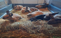 Mixed Breed rabbits for sale: Gorgeous litter of lop x bunnies  - Image 5