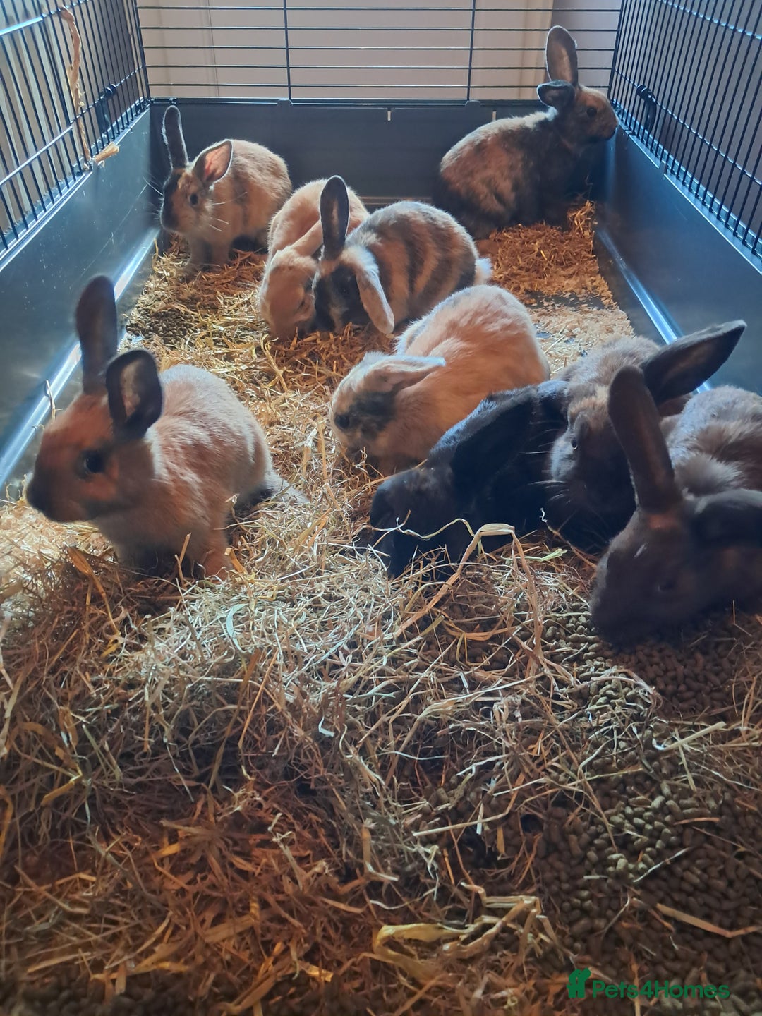 Mixed Breed rabbits for sale: Gorgeous litter of lop x bunnies  - Image 5