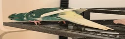 Parrots birds for sale: Bonded pair of kakarikis male and female  - Advert 9
