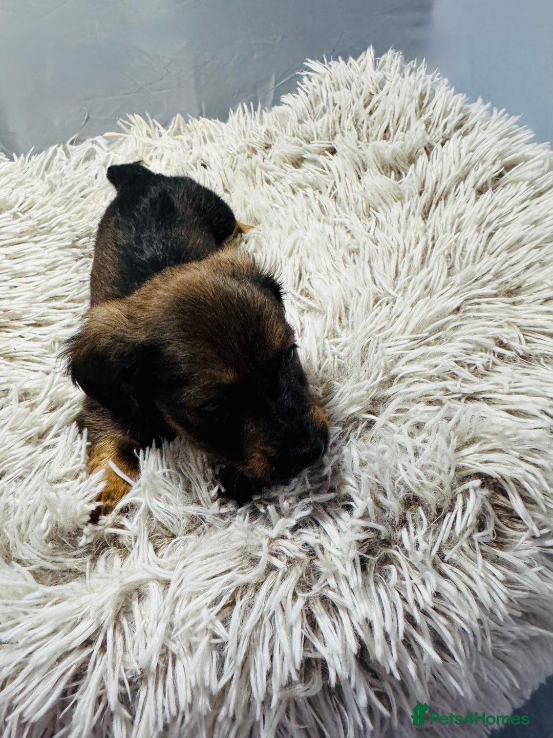 Miniature Dachshund dogs for sale: Beautiful minature dachshunds  - Advert 11