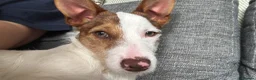 Jack Russell dogs for sale: Jack the Jack Russell.  - Advert 4