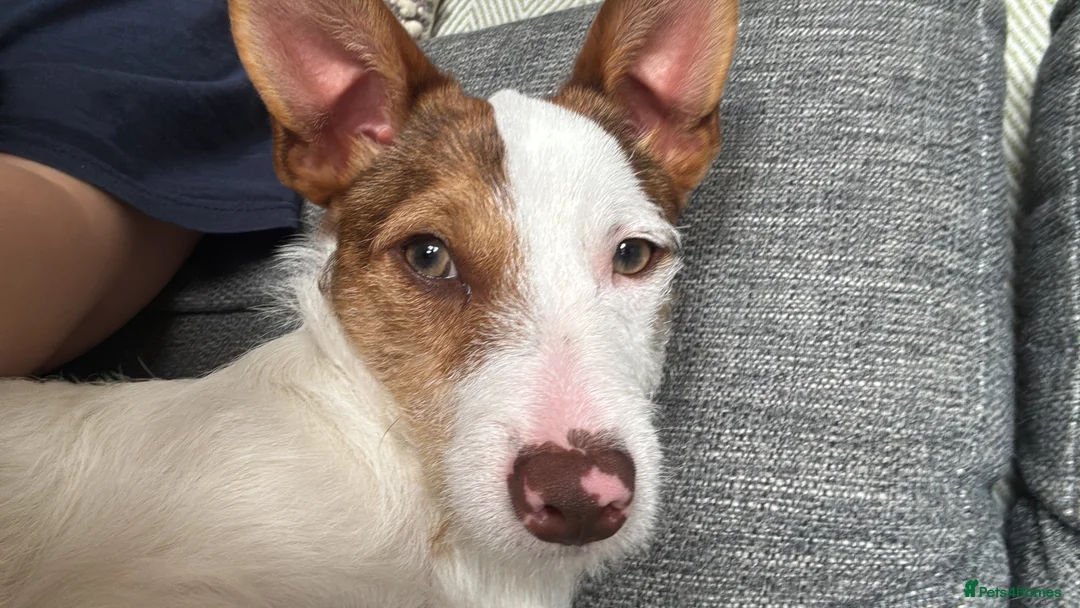 Jack Russell dogs for sale: Jack the Jack Russell.  - Advert 4